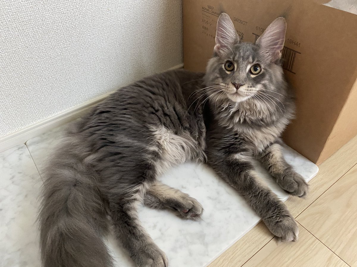 Midora0428's tweet photo. たまに2匹同時💩するせいでフィロスが💩踏み抜いてあんよを洗いに風呂場へ
浴室に行くだけで暴れまくり
ハムスターの穴掘りといい勝負のスピード感のカシカシで扉や鏡に向かって助けを求めたり叫んだり

濡れたあんよぺろぺろフィロス
我関せずなレイン
#猫 #メインクーン #猫がいる生活 #cat https://t.co/syoihyihtn