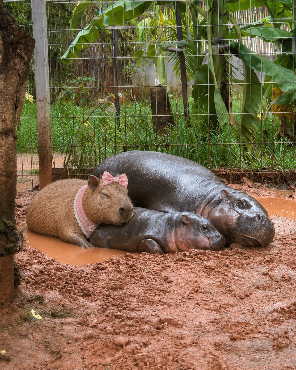 $Wan CapyBara Meme tweet media