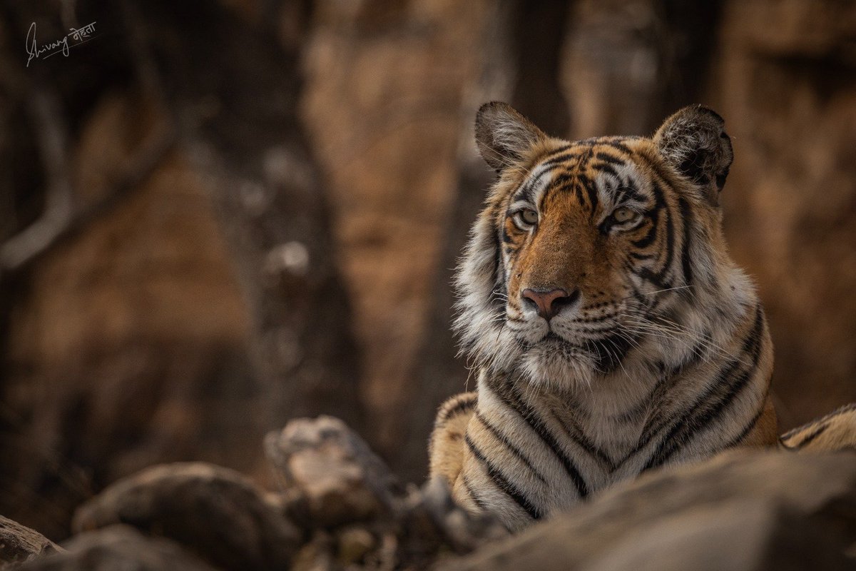 UNDP_India's tweet photo. #GlobalTigerDay 🐯

Uttarakhand, home to nearly 560 tigers, has India's third highest tiger population. It is also home to the Nandhaur Wildlife Sanctuary, a vital corridor connecting the Indian Terai with Nepal's foothill forests. 🌲

With @moefcc, @IBCA_official and @ntca_india, UNDP India is supporting the development of PEACE+, a new @theGEF GBFF project that takes a landscape-based approach to conserving two iconic big cats:

🏔️ Snow Leopards in Ladakh
🐅 Tigers in the Nandhaur corridor

Different landscapes, different cats, one belief: conservation succeeds when people are at the heart of it.

📸 Credits: Nirmalya Chakraborty and Shivang Mehta

@theGEF @ukfd_official

#GlobalTigerDay #Biodiversity