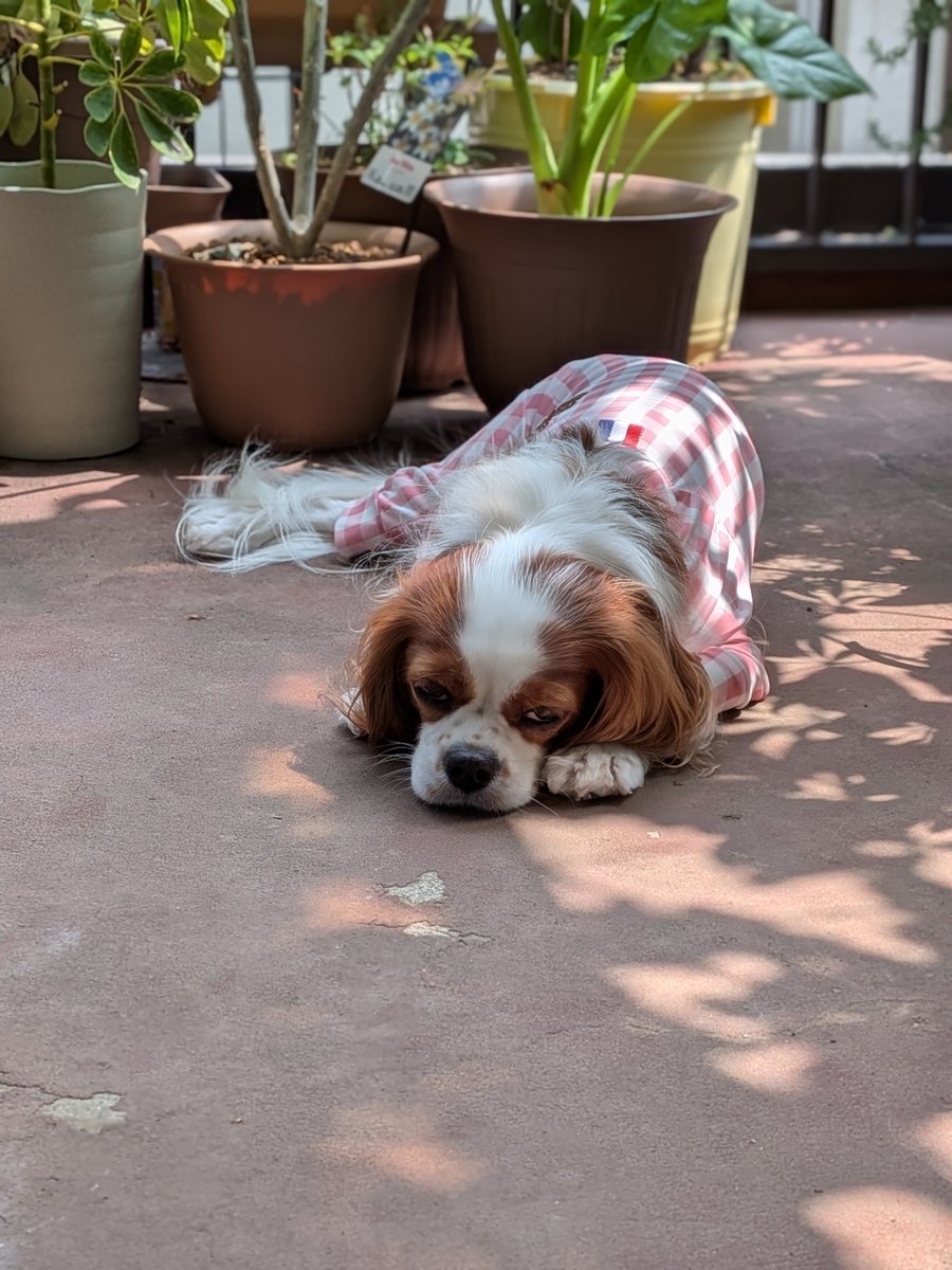 jasmine_ceres's tweet photo. 🐶やっほ🐾
🌞🌞🌞暑いって
危険なので良いコはまねしないでね https://t.co/Lc43q9ZWJ6