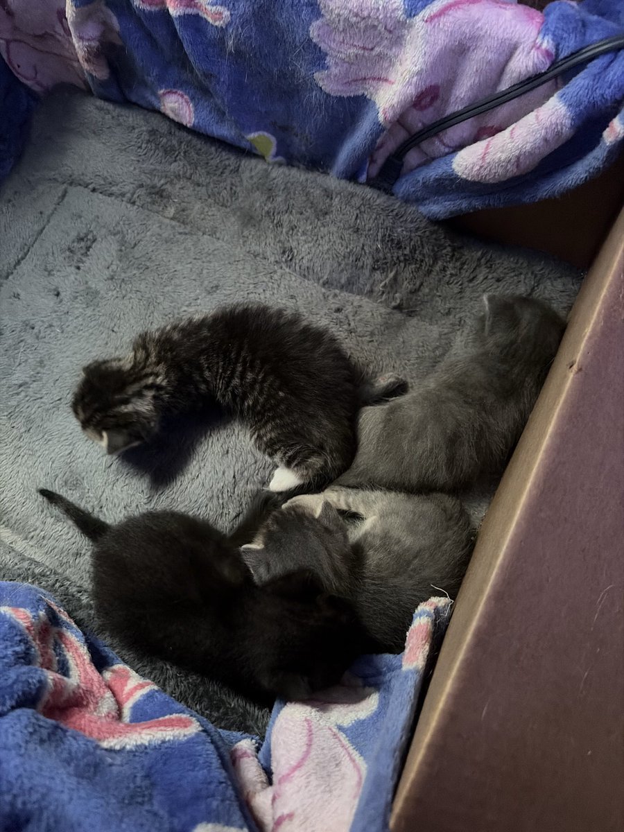 maxmollii's tweet photo. @TheIroncane meet the kitten quad! my bf and i named our kittens after yall lol https://t.co/HAqzcYUm9E
