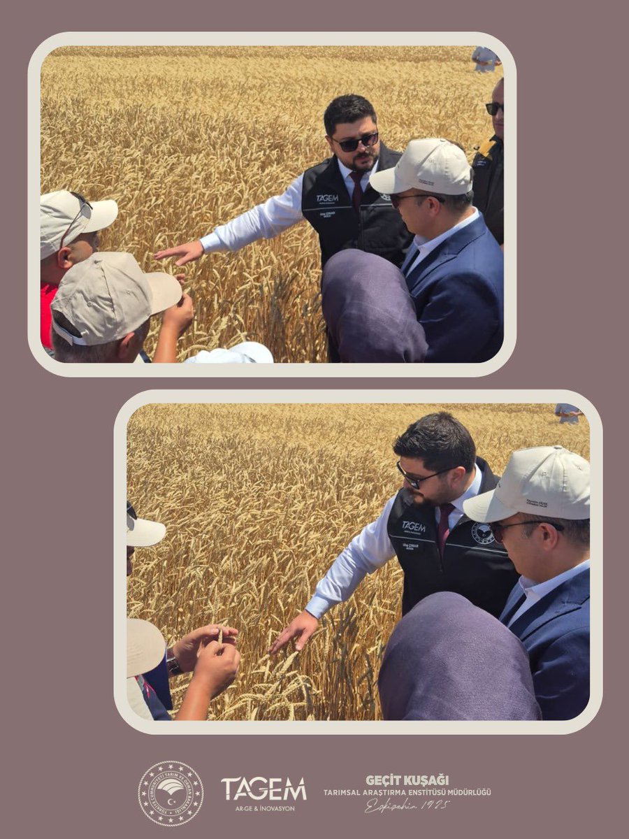 gktaem's tweet photo. Karaman İl Tarım ve Orman Müdürlüğü tarafından düzenlenen ve Karaman Valimiz Sayın Hayrettin Çiçek’in teşrifleriyle gerçekleştirilen programda, Enstitü Müdürümüz Sayın Ulaş Çınar tarafından Enstitü Müdürlüğümüzce geliştirilen Yunus ekmeklik buğday çeşidi tanıtıldı. #GKTAEM #TAGEM https://t.co/Q5ct0XRGyf