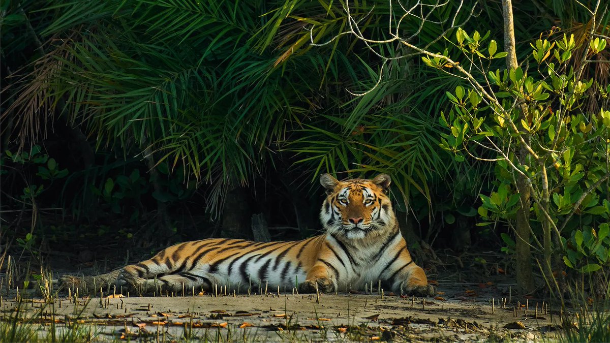 IndiaAesthetica's tweet photo. Today is International Tiger Day. India ranks No. 1 globally and is home to 75% of the world’s wild tigers.🐅🐯🇮🇳 https://t.co/cMmFPjyEUC