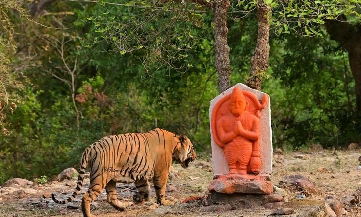 IndiaAesthetica's tweet photo. Today is International Tiger Day. India ranks No. 1 globally and is home to 75% of the world’s wild tigers.🐅🐯🇮🇳 https://t.co/cMmFPjyEUC