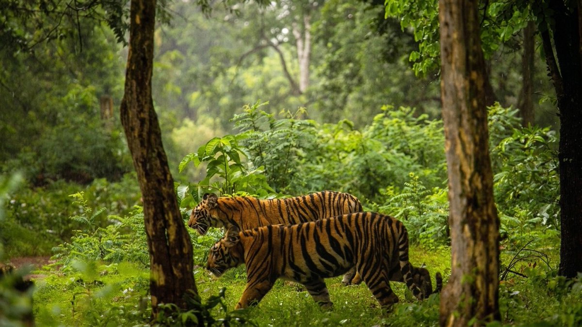 IndiaAesthetica's tweet photo. Today is International Tiger Day. India ranks No. 1 globally and is home to 75% of the world’s wild tigers.🐅🐯🇮🇳 https://t.co/cMmFPjyEUC