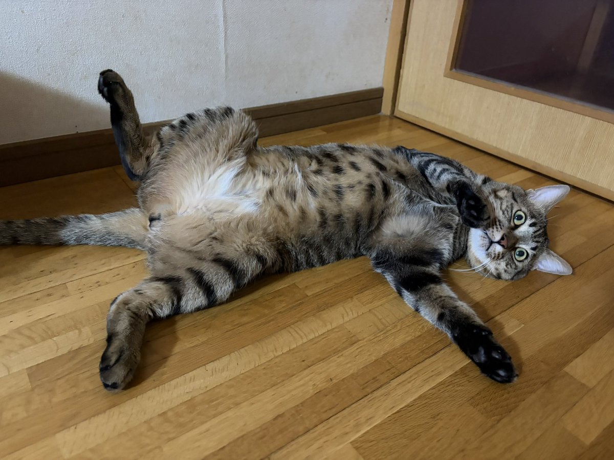 posake_game's tweet photo. めっちゃカメラ目線でお腹見せてくるなんだお前 https://t.co/9hEy35lnd4