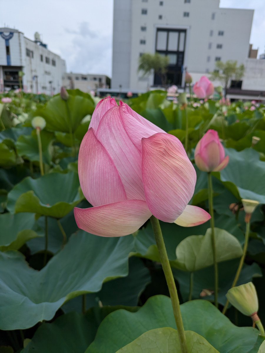629_koh's tweet photo. 午後ちょいと用事があり秋田市へ…あきた総文化祭
吹奏楽（ゴジラ）聴いてきました👍👍👍👍素晴らしい演奏で感動しました。
あの〜秋田名物ババヘラアイス盛り少なくない？他所から高校生沢山来てるんだからもう少盛ってあげて…（笑） https://t.co/BYyt9UypSt
