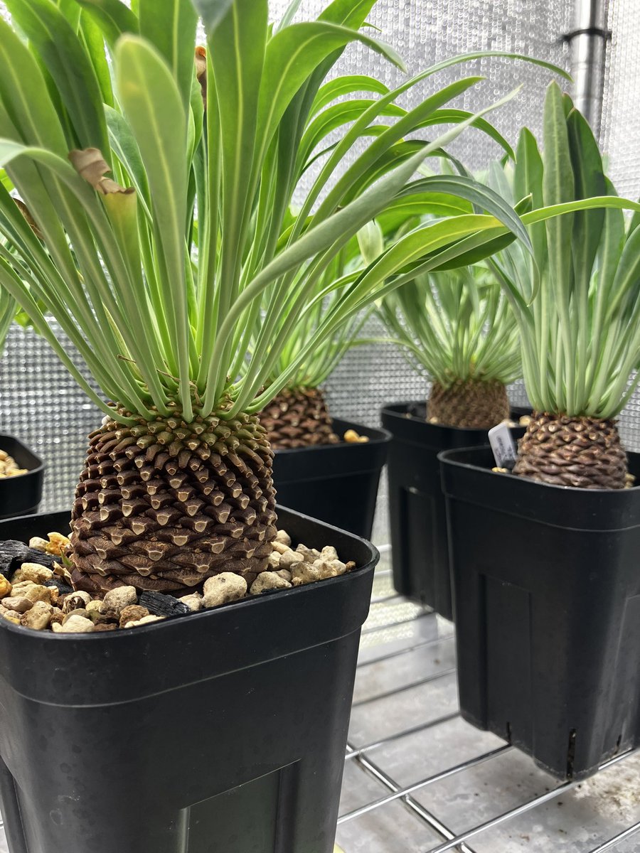 gorori_no_kyuji's tweet photo. ユーフォルビア・ブプレウリフォリア(鉄甲丸)
Euphorbia bupleurifolia
一年でだいぶ大きくなりました😊

#塊根植物 #実生 #ユーフォルビア #ブプレウリフォリア #鉄甲丸 https://t.co/XzFKnHeVAR