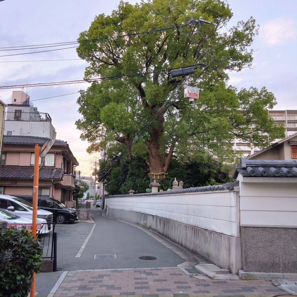 Tokucyan2's tweet photo. 素晴らしい🌳樹齢500年とのこと
#猪名川 #藻川 #walking #cycling #河川敷 #水道橋 #ラジオ体操 #六甲山 #箕面山麓 #五月山 #伊丹 #園田 #阪急園田駅 #農業公園 #神津大橋 #生駒山麓 #園田競馬場 #甲山  #法巖寺の大クス https://t.co/PEqf2IlQji