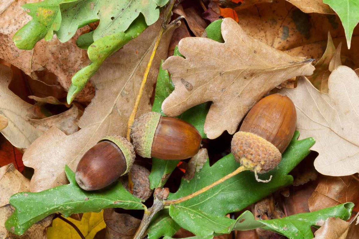 ManMadeOriginal's tweet photo. Wednesday!  Darn squirrels think I am the bullseye for their nut throwing.  Can't a fella' sit on the back patio and just enjoy a cup of coffee?

Let's Do This! https://t.co/ccbEkPwjsA