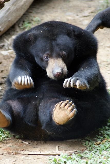 Bearlymedical's tweet photo. 2...3... *notices you* 104... 105... https://t.co/2KAaGqf8NO
