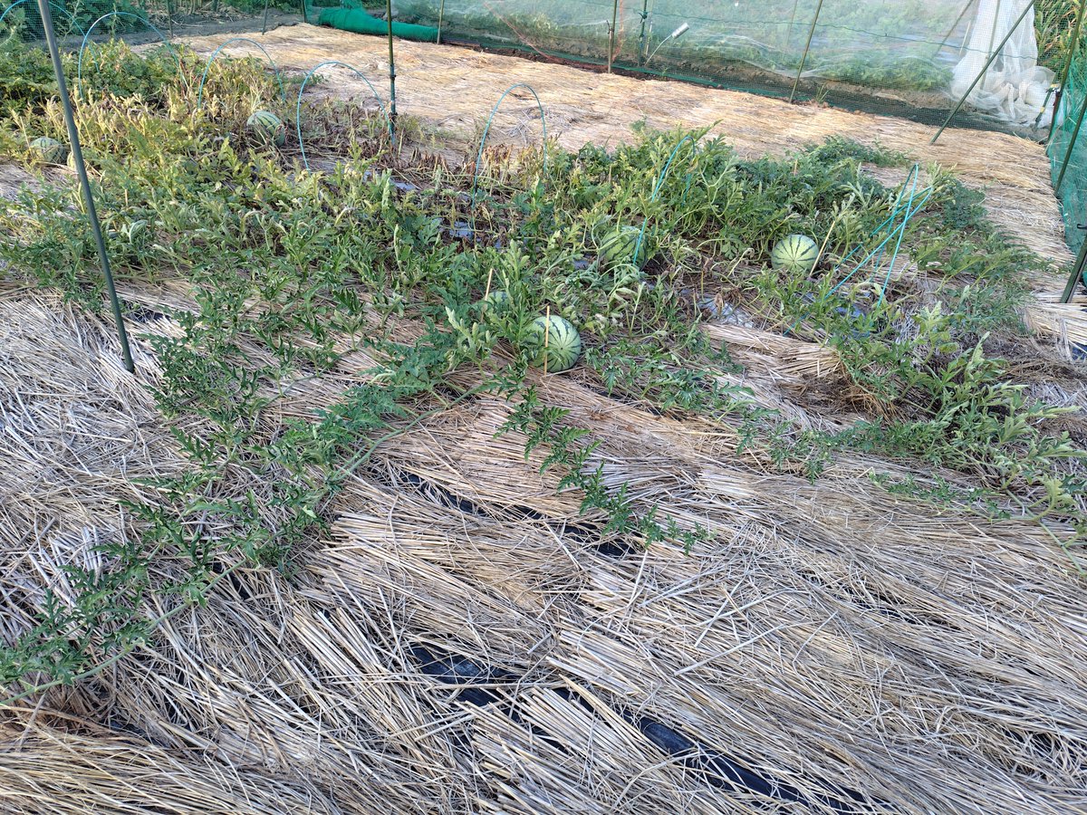 ashizuri2007's tweet photo. 復旧作業中心の家庭菜園。防虫ネットの裾の土が飛んでめくれていたりと細かい作業も。
ナガイモの支柱は歪みが残っており、今後台風とか来たらイチコロになりそう。斜め支柱差し込んで支えるしかなさげ。
疑惑赤玉大玉スイカ、葉がやられてスイカが露出。もう少し広がってもいいのだが。 https://t.co/gqcfUOwbqd