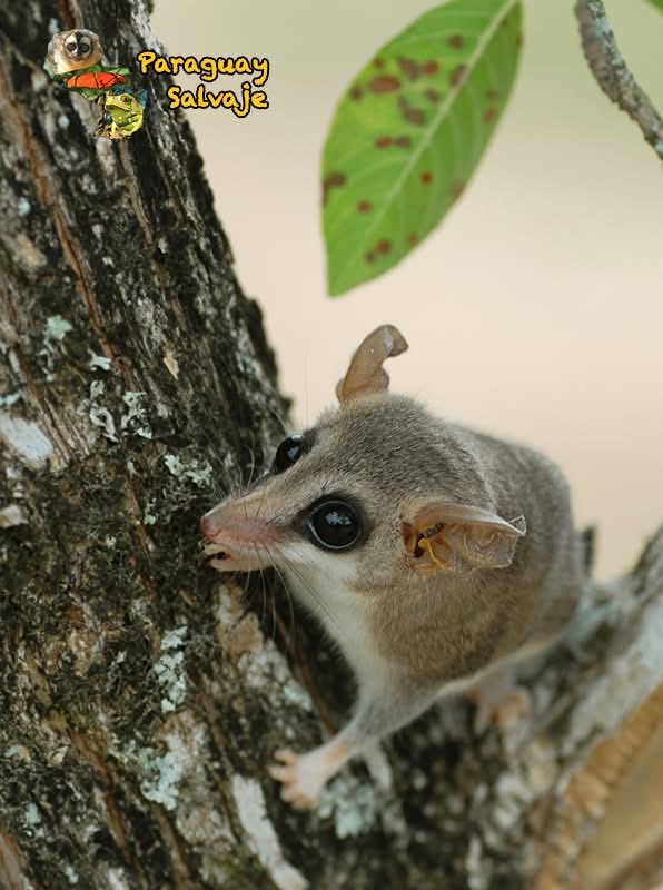 ParaguaySalvaje's tweet photo. 🐾 Conozcan a la marmosa (Thylamys pusillus) 🥹💚

Una de las zarigüeyas más pequeñas del mundo, habitante de los ambientes áridos y semiáridos del bosque chaqueño. 🌿

Se alimenta principalmente de insectos y frutos, cumpliendo un importante papel en el equilibrio de su ecosistema.

Pequeña, curiosa y encantadora… ¡una verdadera joyita del Chaco! ✨🤗

#ParaguaySalvaje #FaunaParaguaya #ChacoParaguayo #Marmosa #VidaSilvestre