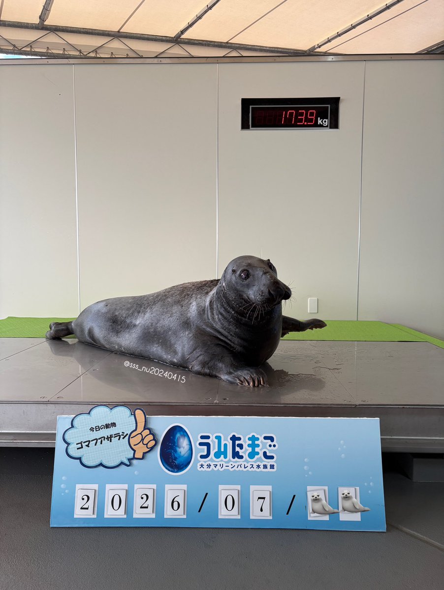 sss_nu20240415's tweet photo. 2026.7　わさび・きゃべつの代役を務めてくれた、ポテチ🦭🍟
ありがとうポテチ🤝💖💖
#うみたまご #ハイイロアザラシ #ポテチ https://t.co/5f1K5JpvsH