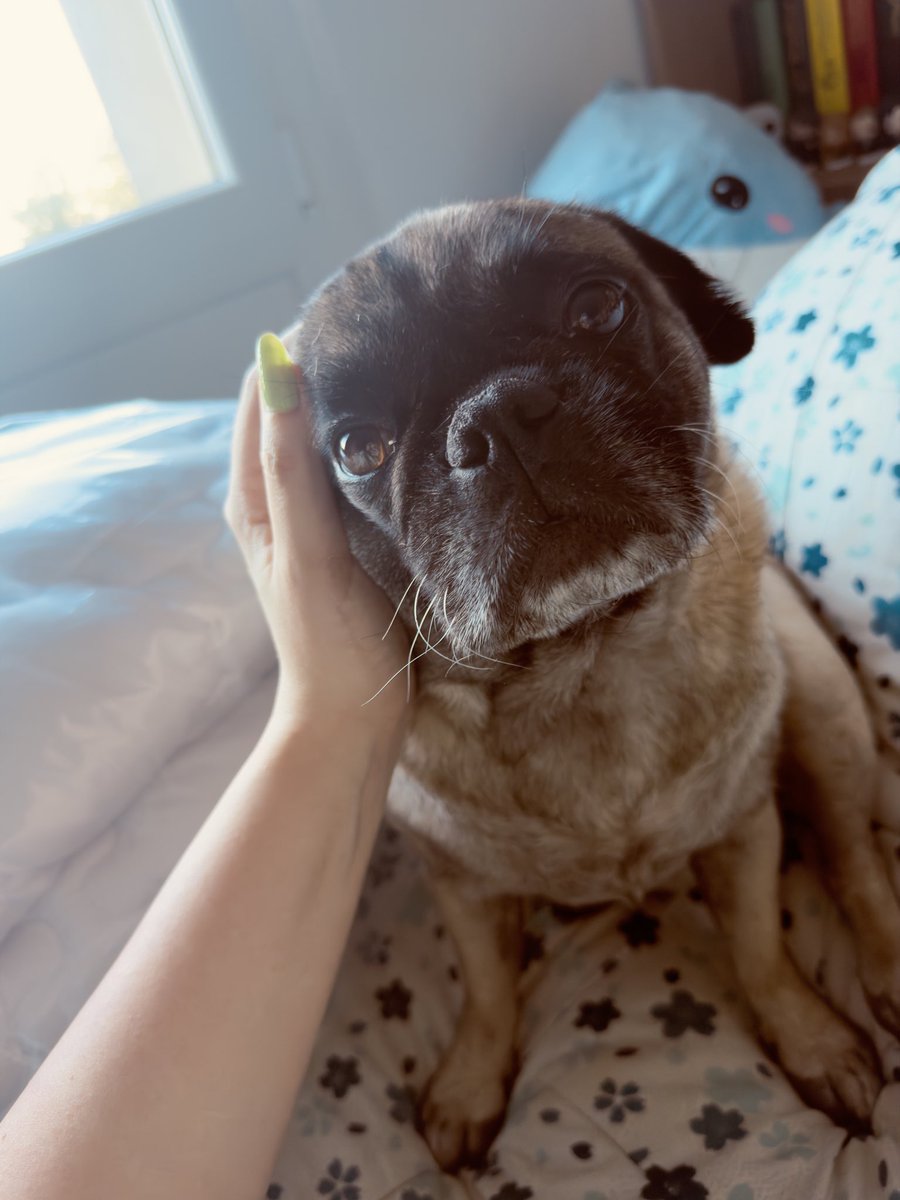 PampaPoulpe's tweet photo. Hades 2 <_> FFXIV <_> Bouquiner <_> Mouse: P.I. For Hire <_> Stellar Blade ! 🎮 ❤️ …….
/va bosser 😭
#NoTime #Tired #Jedetestemavie (c’est pas vrai) /patpat son doudou #pug
Puis cette maudite chaleur de retour là… 😂🖕 #canicule 🔅 https://t.co/o2xyJmh81q