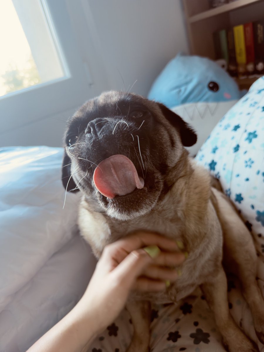 PampaPoulpe's tweet photo. Hades 2 <_> FFXIV <_> Bouquiner <_> Mouse: P.I. For Hire <_> Stellar Blade ! 🎮 ❤️ …….
/va bosser 😭
#NoTime #Tired #Jedetestemavie (c’est pas vrai) /patpat son doudou #pug
Puis cette maudite chaleur de retour là… 😂🖕 #canicule 🔅 https://t.co/o2xyJmh81q