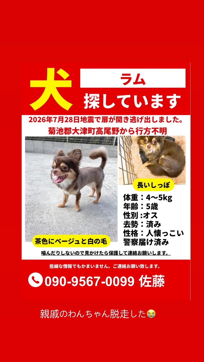 renzen9wl's tweet photo. 熊本地震で玄関から犬脱走してまだ見つかっていません😭近くで見つけた方はこのアカウントか下記の連絡先まで報告いただけると嬉しいです😭
 #迷い犬  #犬  #熊本地震   #犬探し https://t.co/vricJTdXO8