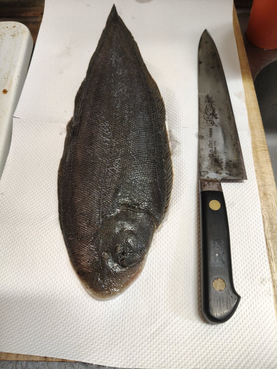 TTdokusin's tweet photo. 昨日久々に釣り行ってみた！
のんびり昼前に家を出て、昼過ぎから開始！

頭上のトンビに気をつけながら焼き鳥食べたり、捨てられてた釣り糸拾ったりしてたらそこそこ立派なシタビラメ釣れた！

急な雨で1時間くらいしか釣りできなかったけど楽しかった！ https://t.co/nYN8pLisU5