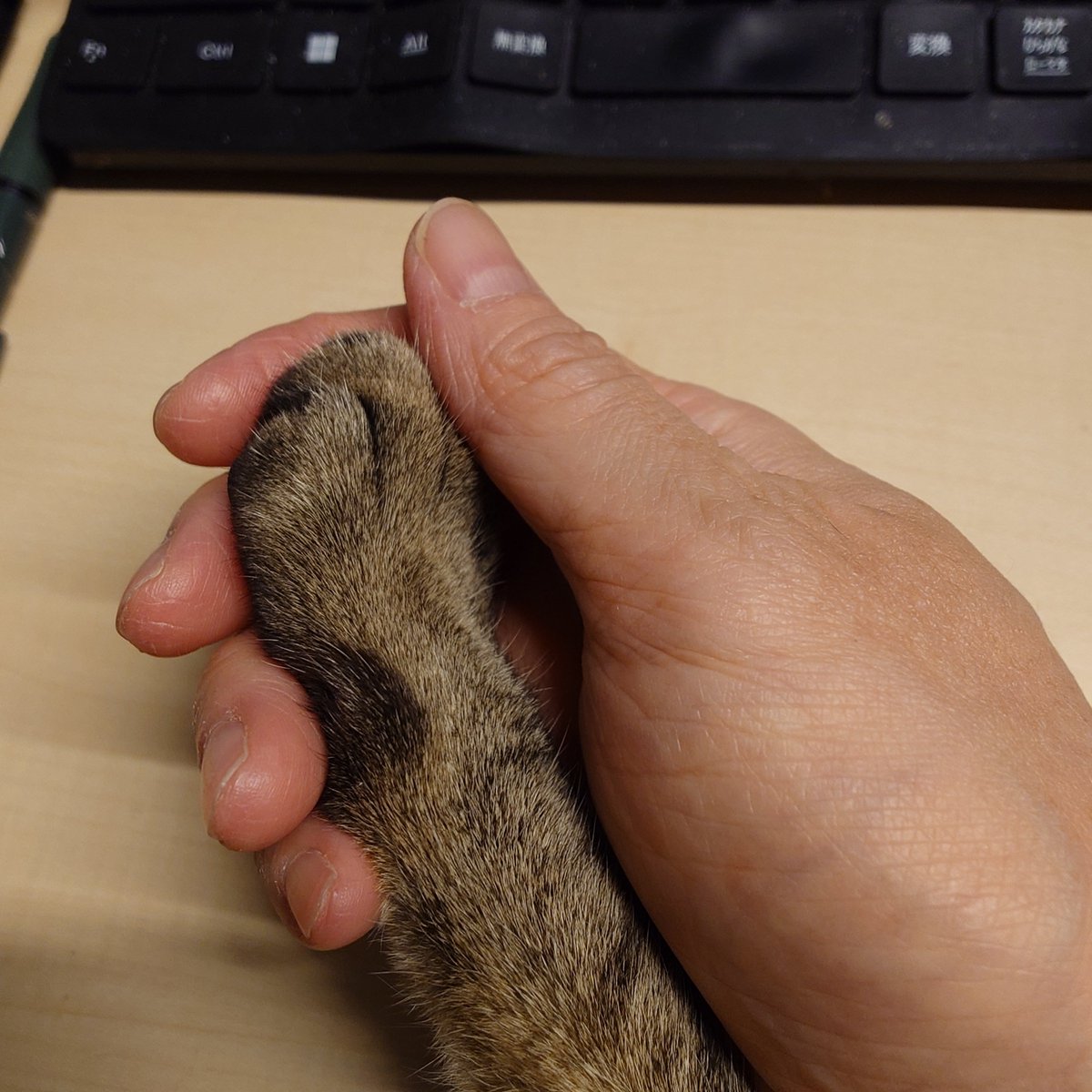 MichiruF's tweet photo. おちびちゃんは今日もこんな感じ。子猫ぶりにお膝寝ブームが来てしまっています。
ちょっとずつお爪を切ることができて、執事にもメリットはあるのですが！　暑い！
#N機関 #ちびすけ https://t.co/abWuT0n6gY