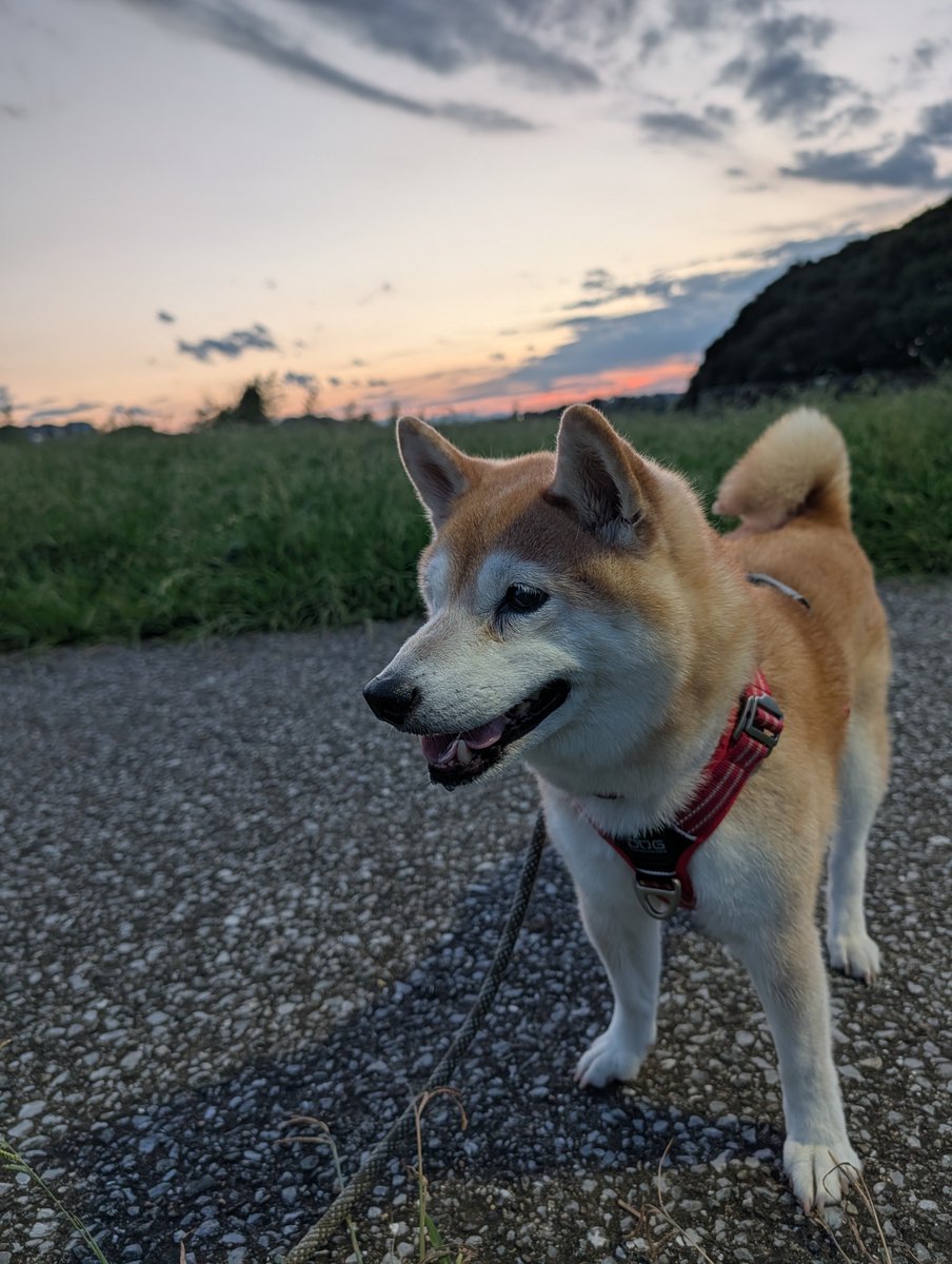 rickshibainu's tweet photo. 1歳のチワワちゃんのパパさんに
「あの〜だいぶお歳をめしてらっしゃいますよね～」
と言われ、ちょっと嫌な気持ちになってしまった🥹
もうすぐ12歳だワーン🐾
#柴犬　#11歳 https://t.co/j3foDZpAcS