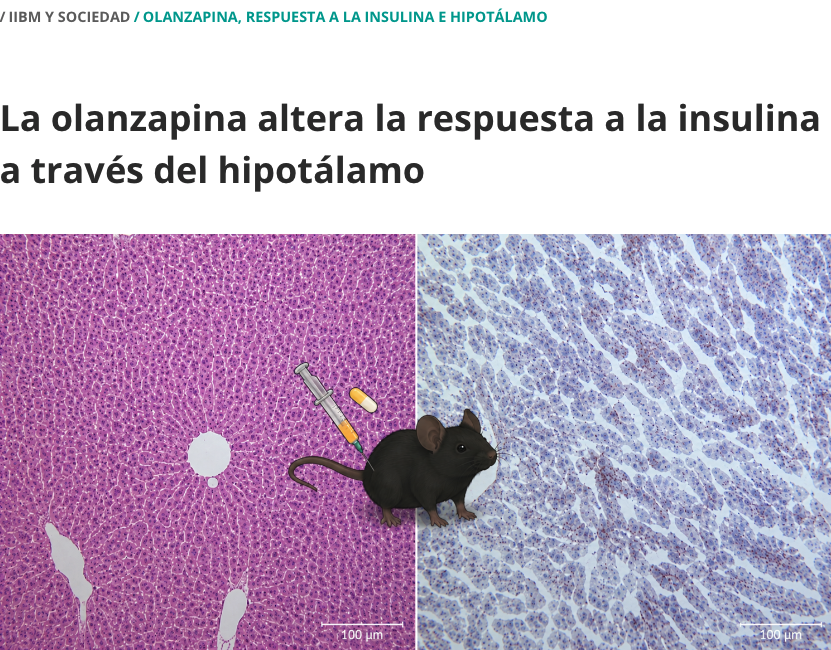IIBmCSICUAM's tweet photo. 📢 Hoy en las Noticias del #IIBM:
El equipo de Ángela M. Valverde descubre el mecanismo por el que la olanzapina favorece la resistencia a la insulina y abre la puerta a nuevas estrategias para prevenir sus efectos metabólicos. 👏
No te lo pierdas 👉 https://t.co/tn61oeAWex https://t.co/eItoEQtAUF