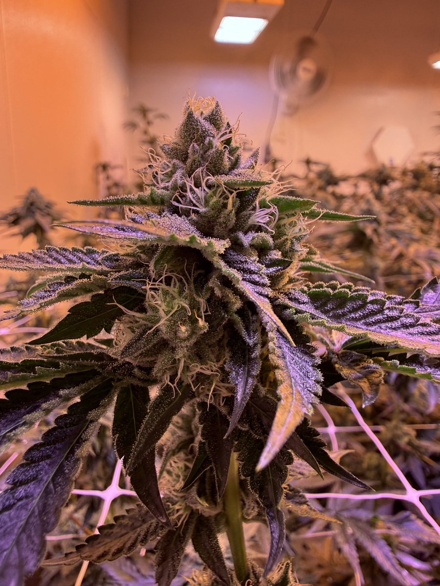 Cannacollectors's tweet photo. Kami Kush (Skywalker OG x Zikigai) 

Day 34 and showing off. Got this room dialed. Cant wait to finish off this run and get some of this back into smoking rotation. About to hit you back to back with some exclusives the ZGE way 🫡🚀 https://t.co/ps54m68Ms3