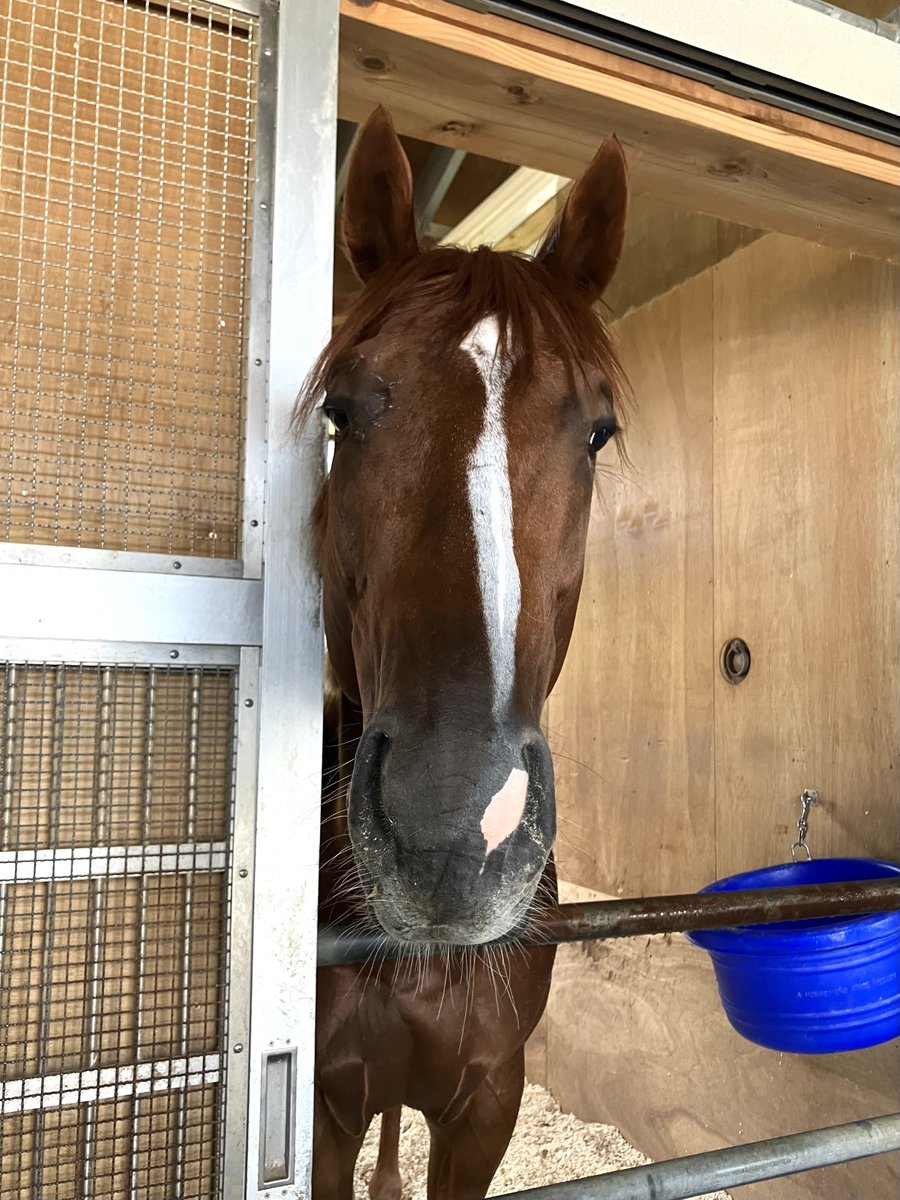 gendai_keiba's tweet photo. 「ウチのゆるキャラです」
橋田宜長調教師にこう紹介されたミシナフ。
厩舎担当が２歳っ子を囲むところを羨ましそうに見ていたのが隣の馬房にいたゼンダンハヤブサ。
そうだよね、小倉記念強かったよね！
格好よかったよ！
#ゼンダンハヤブサ
#小倉記念 https://t.co/o92gow58xA
