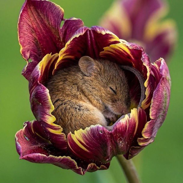 lunecrumbss's tweet photo. field mice sometimes sleep inside flowers when they get tired 🌺 https://t.co/QhWRmBCIuP