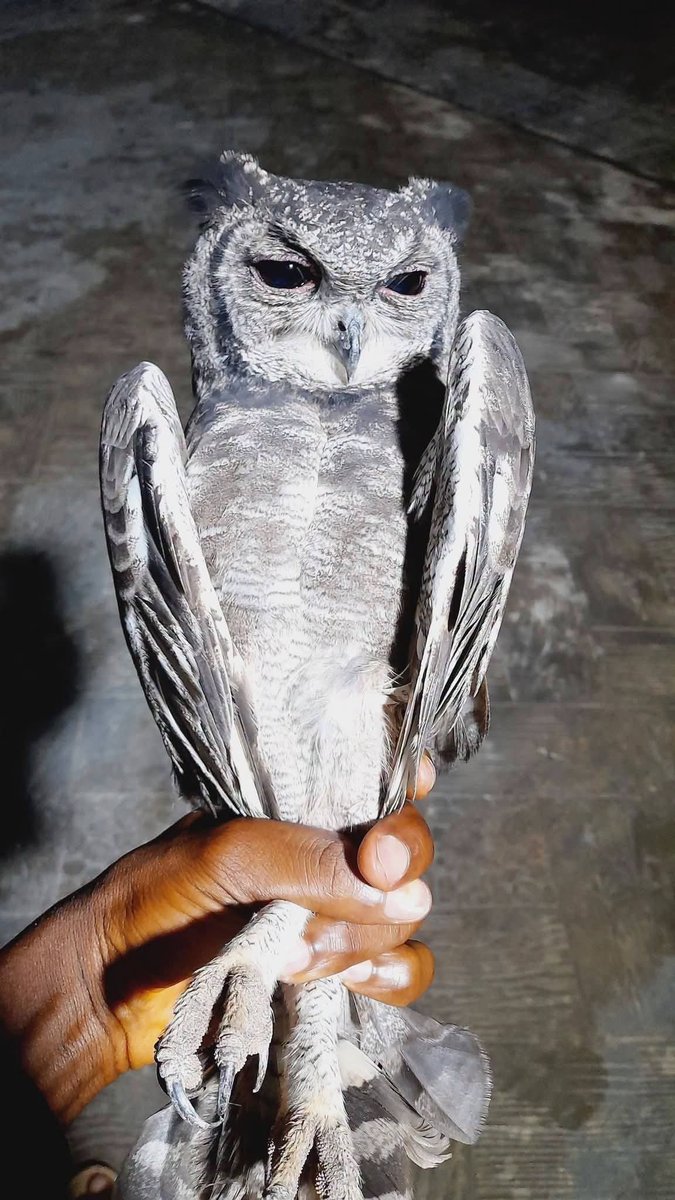 SofieElma's tweet photo. We caught this in our backyard.  If I eat it. Does that mean that I have eaten witchcraft? 

Just asking respectfully https://t.co/sNVfxF3fFW