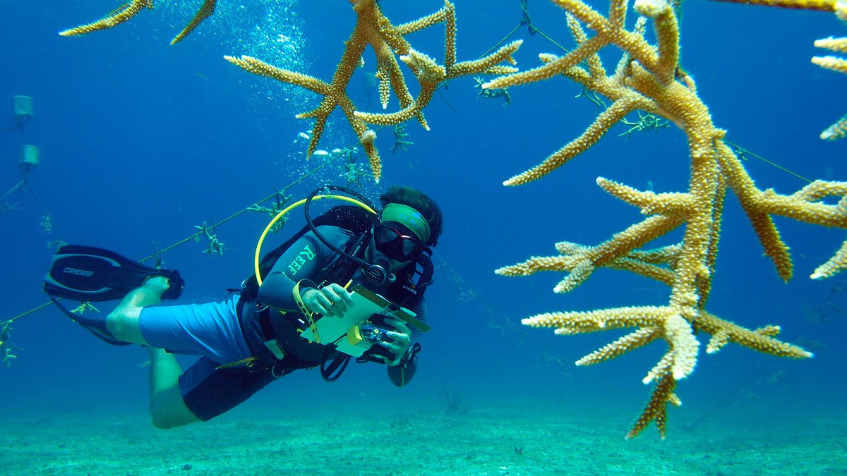 ICRSreefstudent's tweet photo. Interested in learning field methods for coral reef restoration?

The Central Caribbean Marine Institute on Little Cayman is offering a residential 8-day Coral Reef Resilience and Restoration course this August!

https://t.co/FuRgRa6i1S

#resourcewednesday #ICRS-SECC #coralreefs https://t.co/lMVWGrEe7v