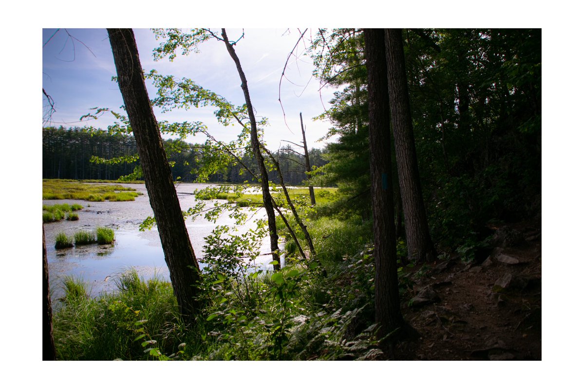 sleepy_slick's tweet photo. A dark trail along a bright bog https://t.co/aP09Air8xO