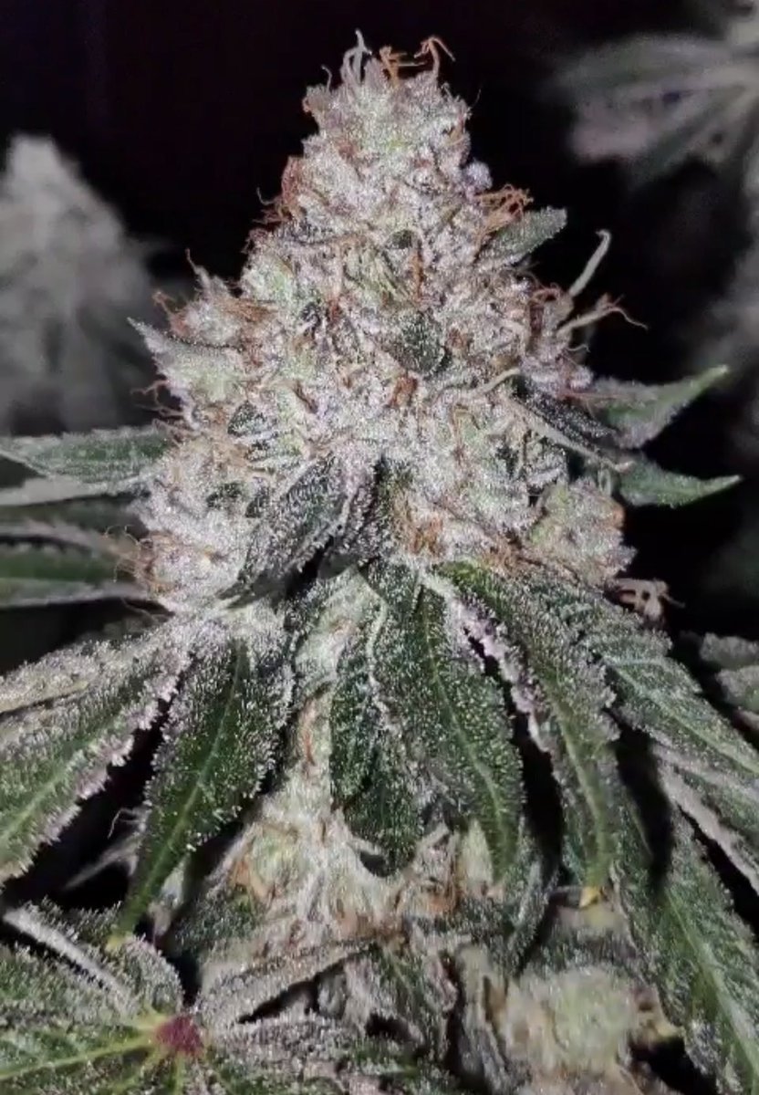 Cannacollectors's tweet photo. J.GoldOG x CookieType 
CookieType = OGKB x ForumCut https://t.co/bZn1h8BSn1
