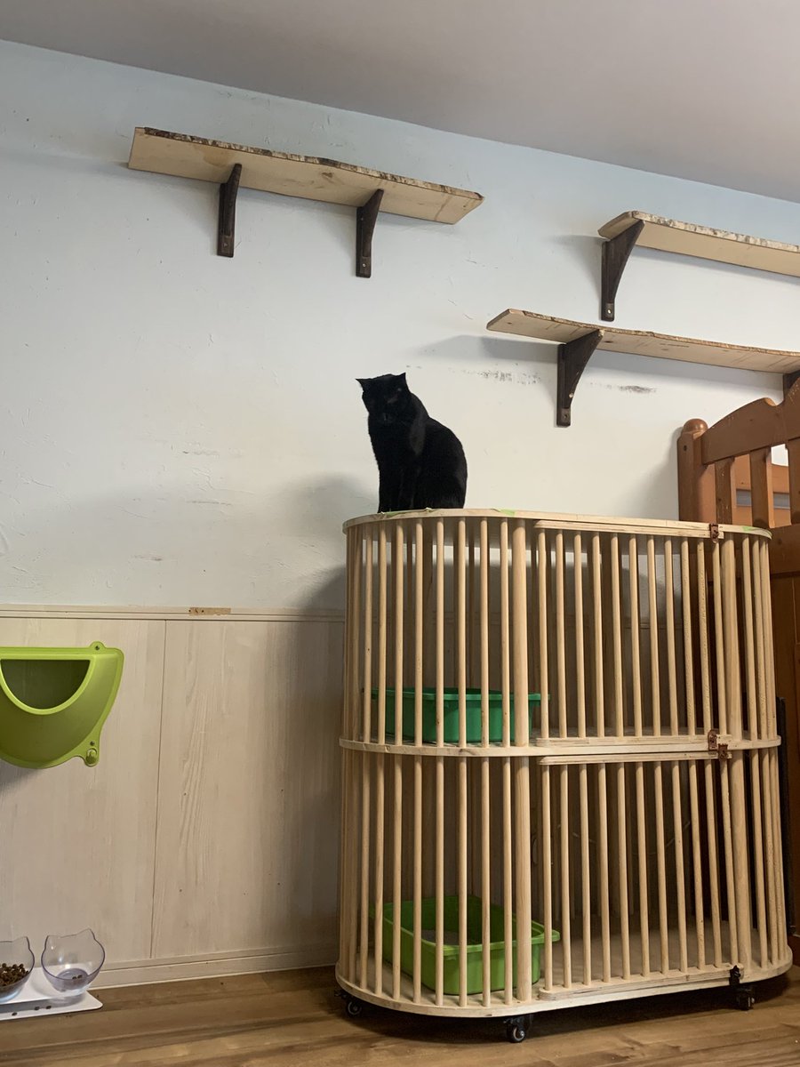 ExbUdd's tweet photo. 信頼してる猫カフェ行ってきた https://t.co/G0lqjKxpJz