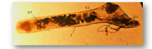 sciinterna's tweet photo. In our recently published article by Layla Omran Elmajdoub, researchers found that carnivorous fish had a higher prevalence of helminth parasites than herbivorous fish, providing new insights into marine fish health.

📖 https://t.co/VEYDSB2J86

#MarineBiology #FishHealth  #AJBS https://t.co/DuL9oc78MA