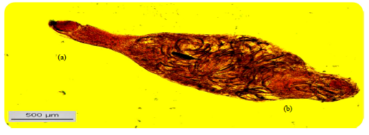 sciinterna's tweet photo. In our recently published article by Layla Omran Elmajdoub, researchers found that carnivorous fish had a higher prevalence of helminth parasites than herbivorous fish, providing new insights into marine fish health.

📖 https://t.co/VEYDSB2J86

#MarineBiology #FishHealth  #AJBS https://t.co/DuL9oc78MA