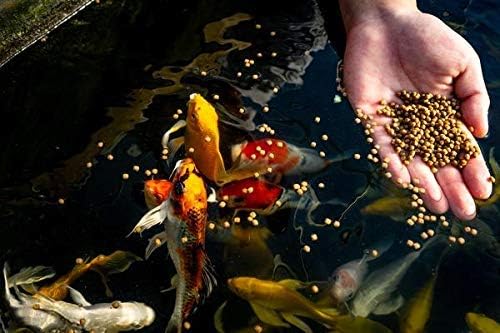 sciinterna's tweet photo. In our recently published article by Layla Omran Elmajdoub, researchers found that carnivorous fish had a higher prevalence of helminth parasites than herbivorous fish, providing new insights into marine fish health.

📖 https://t.co/VEYDSB2J86

#MarineBiology #FishHealth  #AJBS https://t.co/DuL9oc78MA
