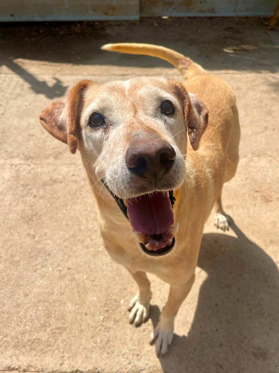 SosAbuelos1's tweet photo. #LLEIDA
#MINTO tiene 9 añitos. Es un perro muy sociable y cariñoso, aunque sería más feliz viviendo en un entorno tranquilo, lejos del estrés de la ciudad

Después de tantos años, se merece dejar atrás la prote y descubrir lo que significa tener un hogar

Contacto: 686 23 45 42 https://t.co/R0P3oaDHGB