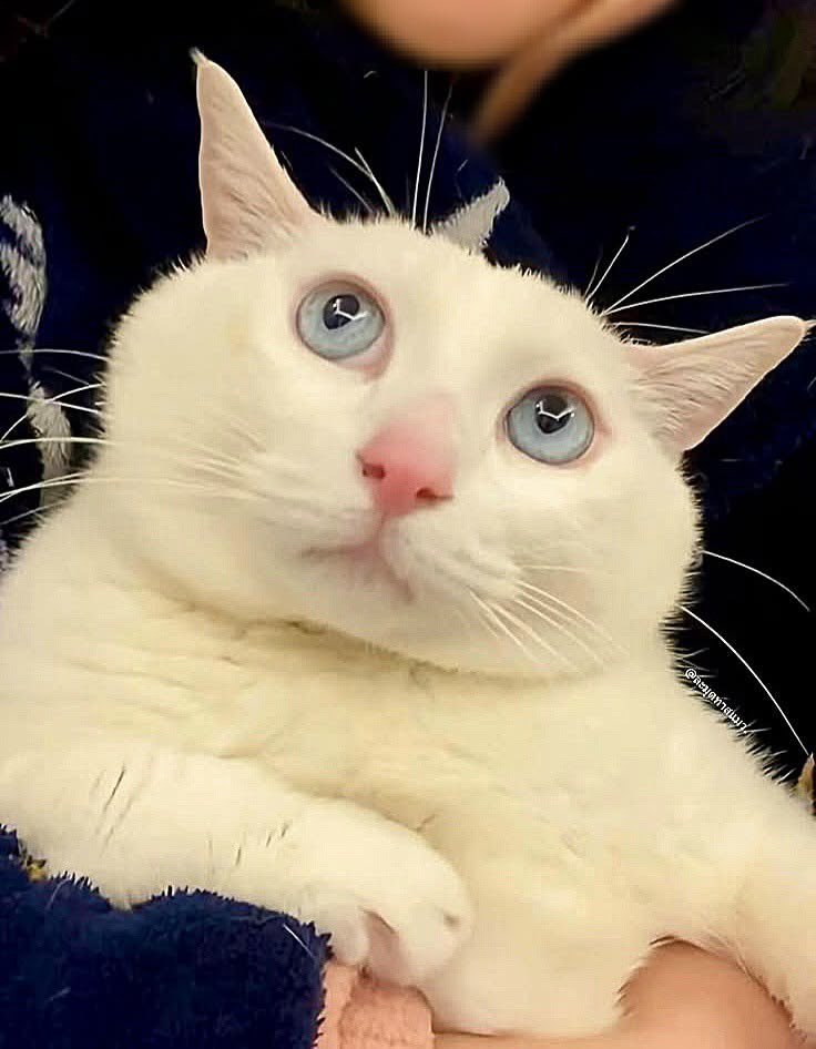 NoCatsNoLife_m's tweet photo. This cat looks like a big mochi. https://t.co/sXkysxd7Gk