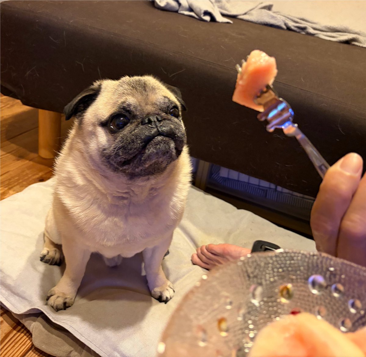 marukoccino's tweet photo. 桃でしゅ🍑見てるだけでうっとり💕🐶
#パグ #pug https://t.co/QzoC5Tq57S