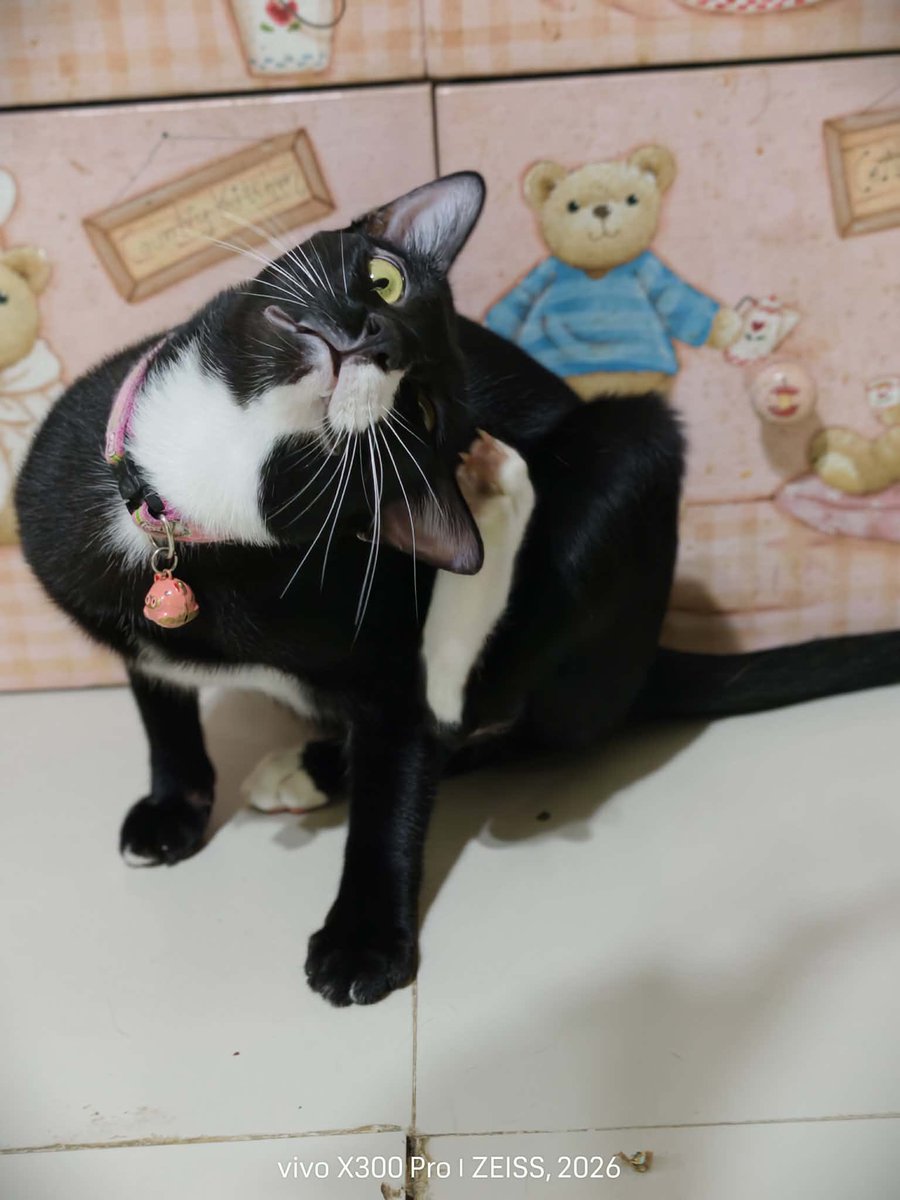 catperson020723's tweet photo. เสือดำ อยากมีบ้าน🏡
📌หาผู้อุปการะ
เพศชาย อายุ 2 ปี ทำหมันแล้ว

นิสัย :  เป็นแมวติดคน รักเจ้าของมาก ขี้อ้อน อยากอยู่ใกล้ตลอดเวลา ร่าเริง พลังเยอะ ชอบมุดผ้าห่ม เล่นไม้ตกแมว

สะดวกส่ง กทม. นนทบุรี ปทุมธานี สมุทรปราการ

***รับเลี้ยงฟ_รี แต่ขอคัดบ้านให้น้องนะคะ***

#แมวจร #adoption https://t.co/TOq6psyYfQ