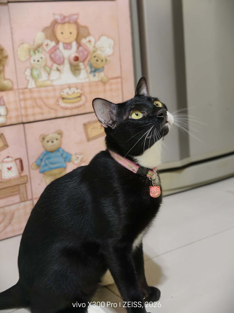 catperson020723's tweet photo. เสือดำ อยากมีบ้าน🏡
📌หาผู้อุปการะ
เพศชาย อายุ 2 ปี ทำหมันแล้ว

นิสัย :  เป็นแมวติดคน รักเจ้าของมาก ขี้อ้อน อยากอยู่ใกล้ตลอดเวลา ร่าเริง พลังเยอะ ชอบมุดผ้าห่ม เล่นไม้ตกแมว

สะดวกส่ง กทม. นนทบุรี ปทุมธานี สมุทรปราการ

***รับเลี้ยงฟ_รี แต่ขอคัดบ้านให้น้องนะคะ***

#แมวจร #adoption https://t.co/TOq6psyYfQ