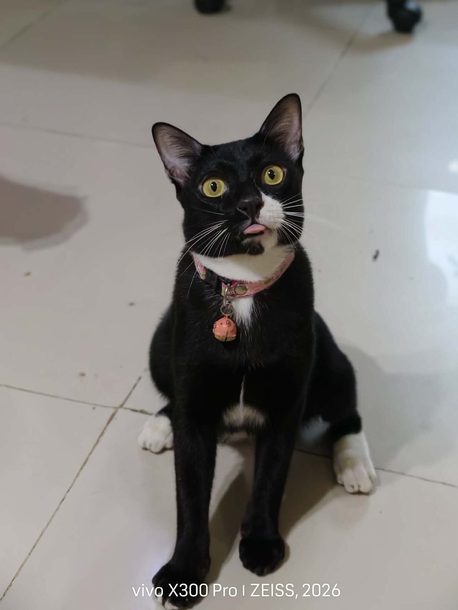 catperson020723's tweet photo. เสือดำ อยากมีบ้าน🏡
📌หาผู้อุปการะ
เพศชาย อายุ 2 ปี ทำหมันแล้ว

นิสัย :  เป็นแมวติดคน รักเจ้าของมาก ขี้อ้อน อยากอยู่ใกล้ตลอดเวลา ร่าเริง พลังเยอะ ชอบมุดผ้าห่ม เล่นไม้ตกแมว

สะดวกส่ง กทม. นนทบุรี ปทุมธานี สมุทรปราการ

***รับเลี้ยงฟ_รี แต่ขอคัดบ้านให้น้องนะคะ***

#แมวจร #adoption https://t.co/TOq6psyYfQ