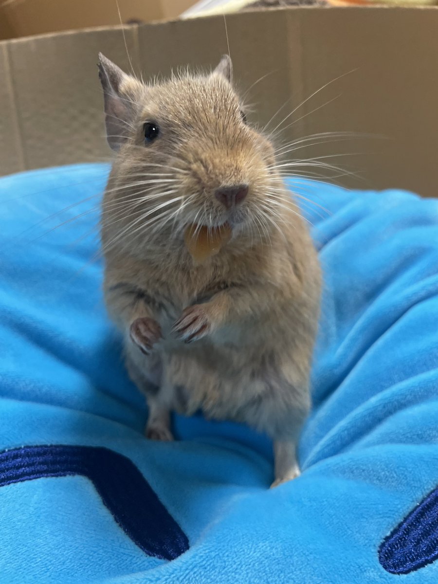 deguretasu's tweet photo. 🥕めちゃウマネズミ https://t.co/GoBmRDiKHS