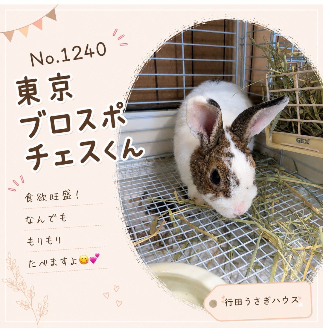 gyodausagi's tweet photo. 東京うさぎさんの紹介
No.1240 東京ブロスポチェスくん🐰

行田うさぎハウスは
毎週日曜日　11:00〜18:00 OPENです

ぜひ、かわいいうさぎさんたちと触れ合いにきてくださいね🌸

#行田うさぎハウス
#保護うさぎ
#保護うさぎと暮らす 
#保護うさぎを家族に https://t.co/Xrbg7C9Kmh
