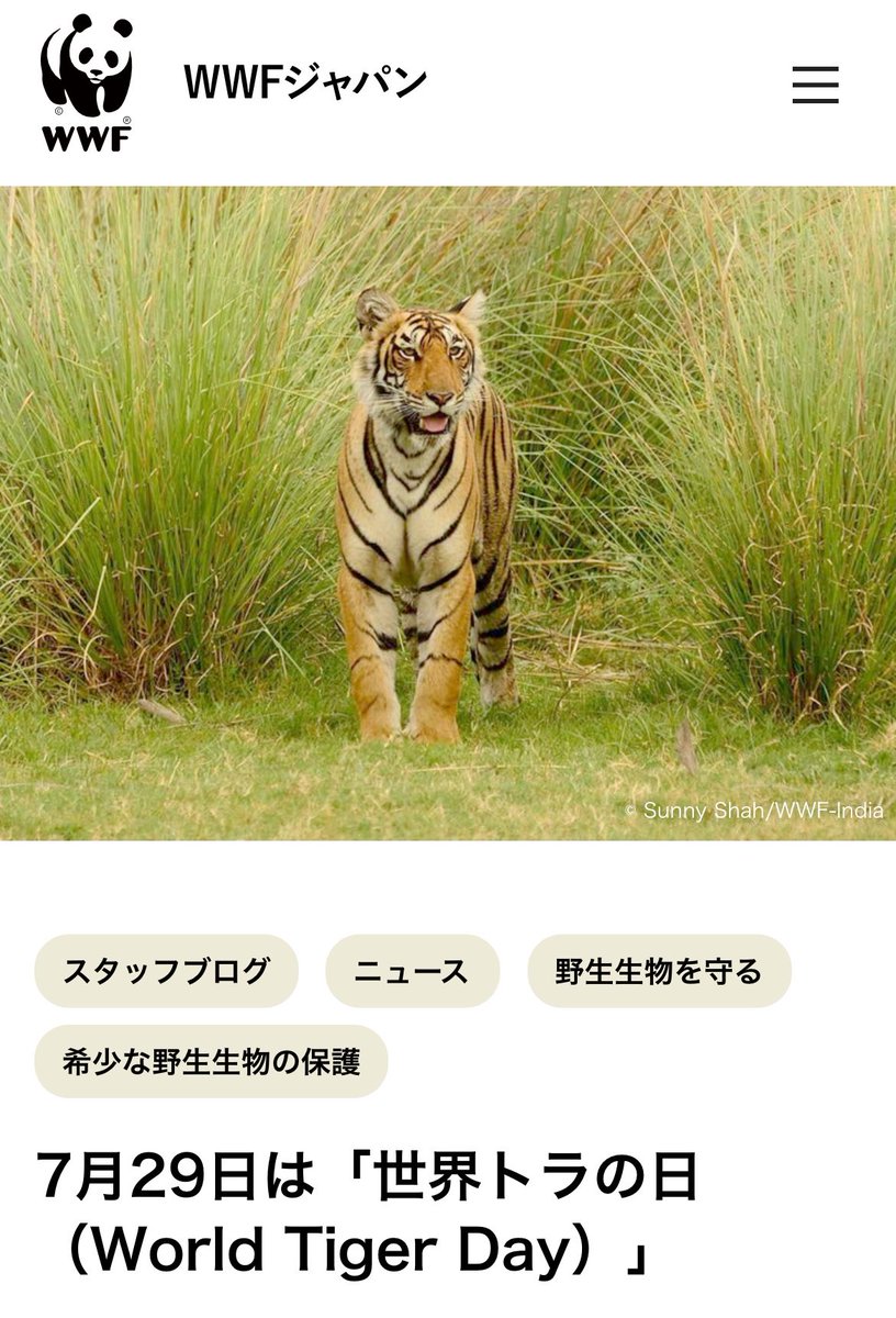 saythename_bb's tweet photo. 290729 ホシ🐯Weverse

🐯誰かにとってはただすれ違ってゆく一人かもしれないけど

皆さんは僕の世界であり僕のすべてです❤️ 

国際トラの日を迎えて
トラ（ホランイ）が🐯

ホランへ〜🫶🧡
*
*
今日トラの日なんだね😊 https://t.co/Vk3pNiSTyX