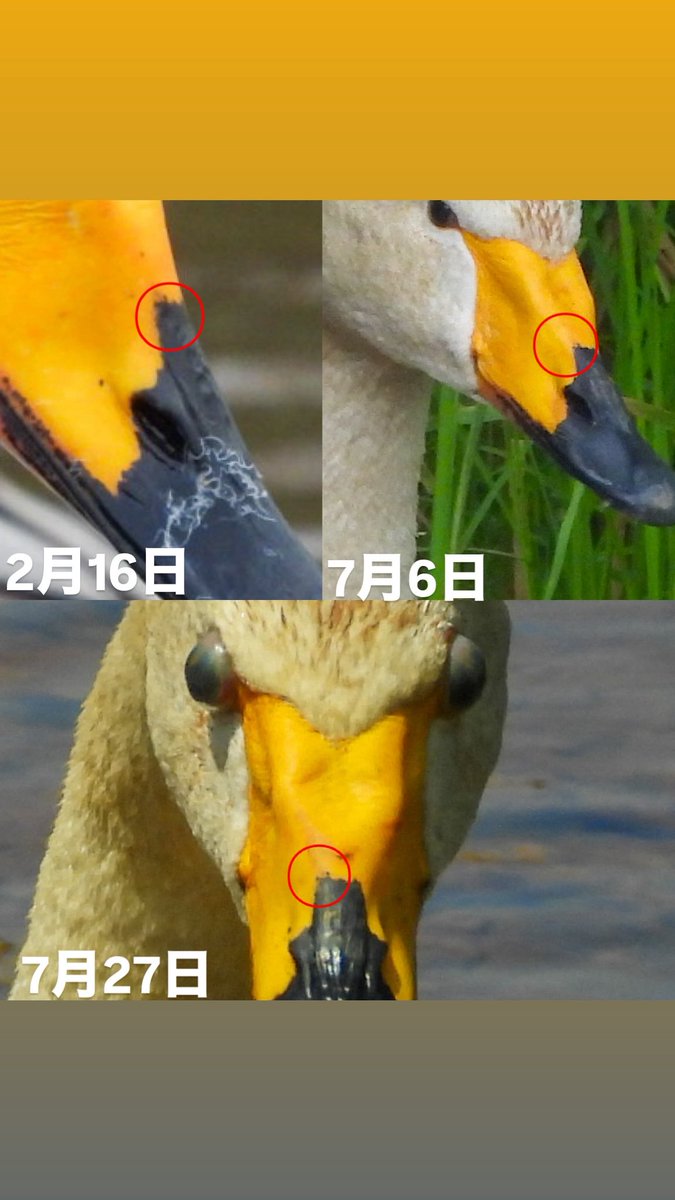 ayamao412's tweet photo. 先代お母さんに会いに行ったら、君先代お母さん？ってなったけど、過去写真見比べたら(4枚目)嘴の模様が一緒だったから先代お母さん。
目…どうしたの？お連れハクチョウも、子連れハクチョウもその気あるよね…💦
ネットで調べると、ミズドリビル？ https://t.co/7J4foKCZlc