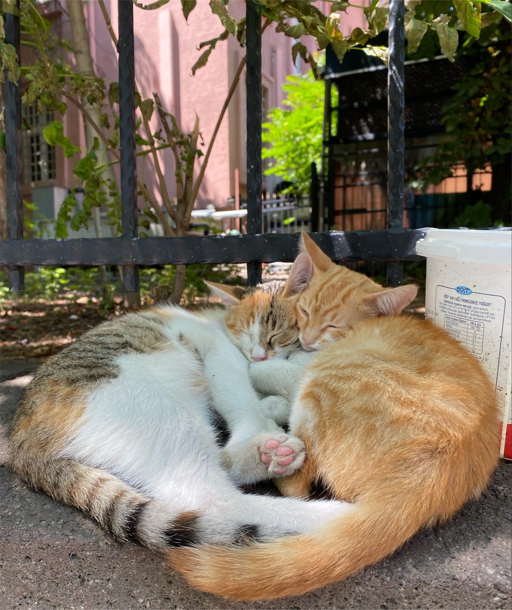 aslnbyz's tweet photo. kedi sev ise git mola yap ders calis ve tekrarla https://t.co/GqIZHcp7JI