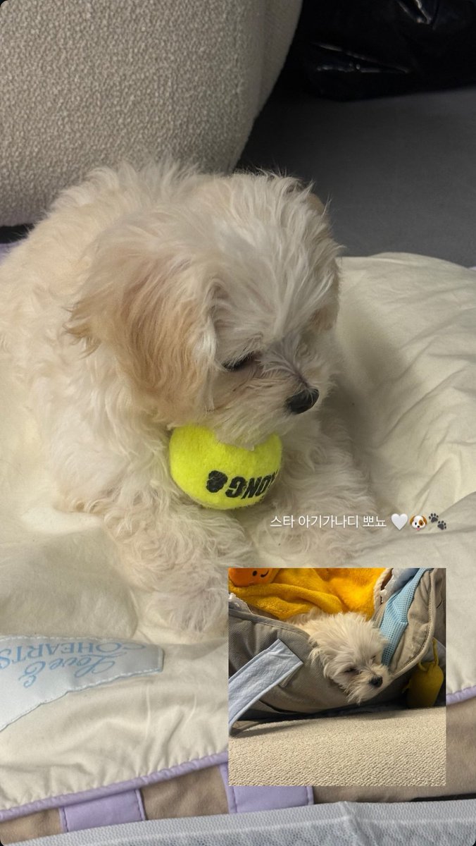 meandmyminjeong's tweet photo. หมาคุณหนูดาราน้องโปเนียวก็ต้องเล่นบอลของ KONG เท่านั้น สมฐาหลานยาย ของเล่นหมาราคาแพงจากอเมริกา https://t.co/gWwhwHhXUF