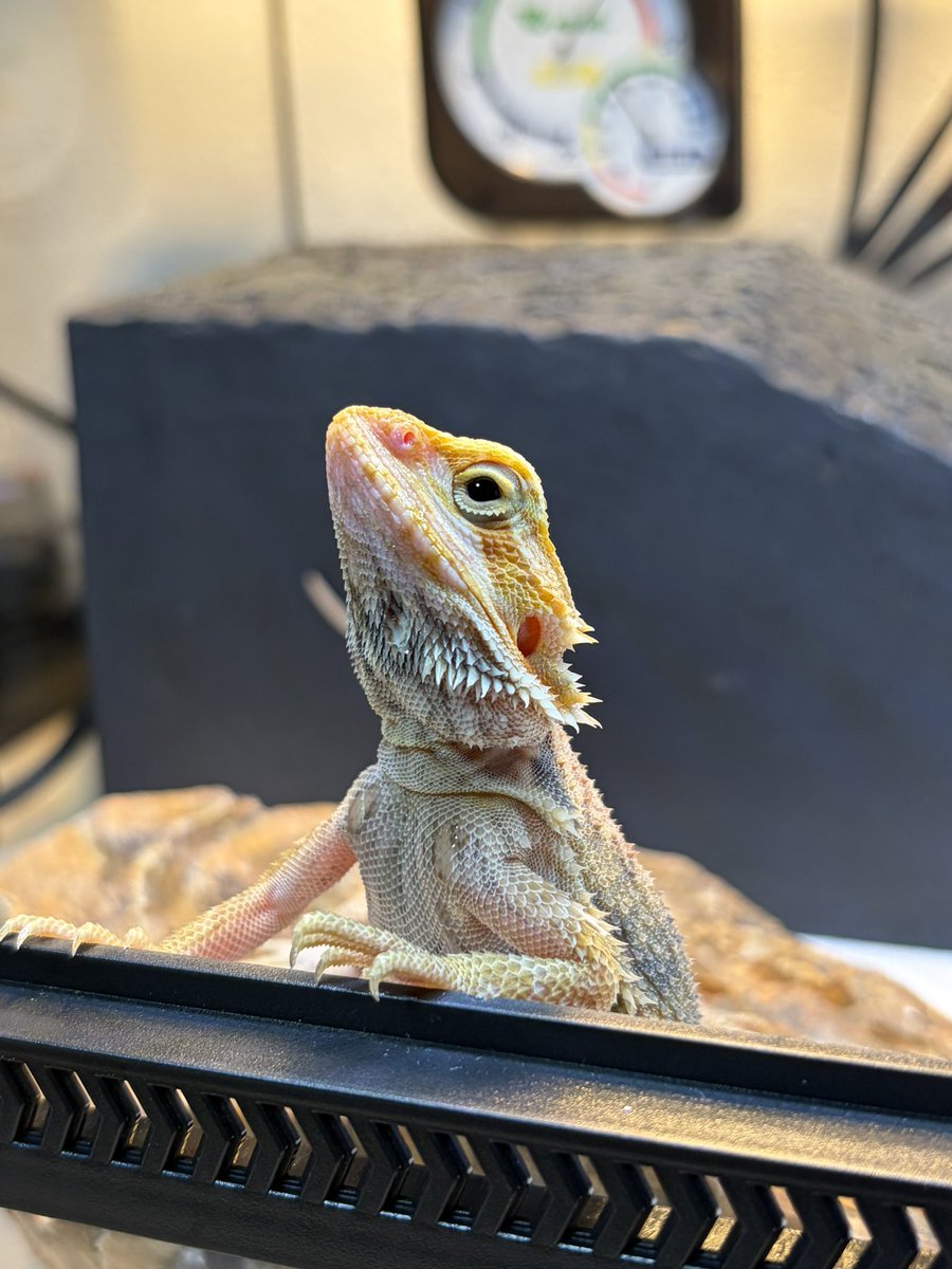 k1m_ayzo's tweet photo. ペット用のアカウント作りました🦎🦔
虫が映るので大丈夫な方フォローお願いします🫡
#レオパードゲッコー みかん🍊
#クレテッドゲッコー ちくわ
#フトアゴヒゲトカゲ たくあん
#ハリネズミ うに https://t.co/X87yeSOkrH