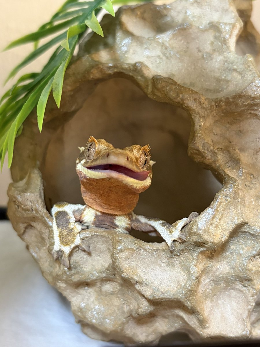 k1m_ayzo's tweet photo. ペット用のアカウント作りました🦎🦔
虫が映るので大丈夫な方フォローお願いします🫡
#レオパードゲッコー みかん🍊
#クレテッドゲッコー ちくわ
#フトアゴヒゲトカゲ たくあん
#ハリネズミ うに https://t.co/X87yeSOkrH